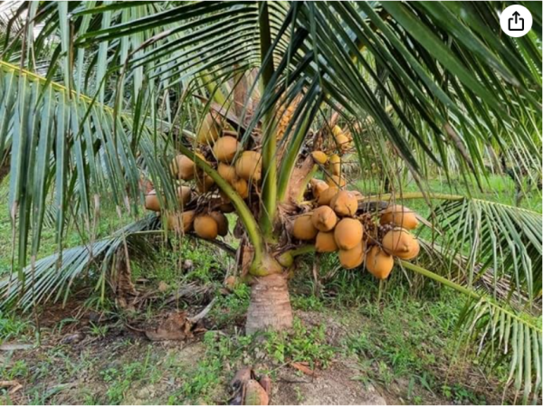 SEMILLA DE COCO DE JARDIN